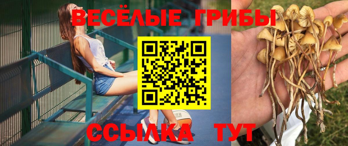 Псилоцибиновые грибы Psilocybine cubensis Кубинка